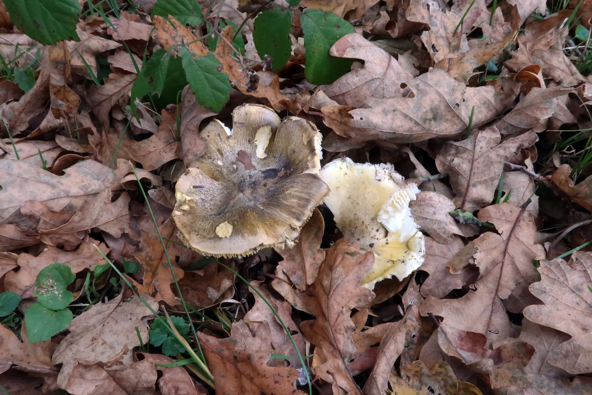 Tricholoma sejunctum - 1 - IMG_2227